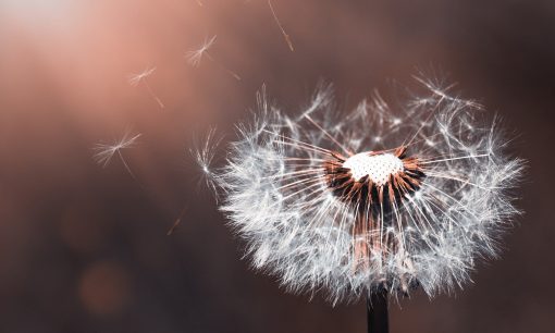 Artigo Capelania: Semeando Estrelas